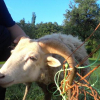 Schaf im Weidezaun verfangen