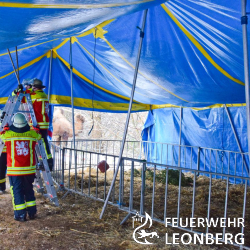 Zirkus: Dach des Tierzelt droht einzustürzt