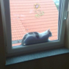 Katze verfngt sich in Fenster