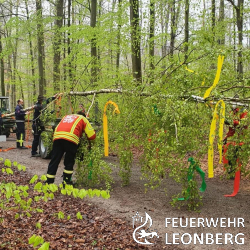 Bild: 1 - Maibaumstellen der Abteilung Gebersheim