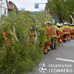 Nach zwei Jahren war es mal wieder soweit: In Warmbronn wurde der Maibaum aufgestellt. 

Am 30. April 2022 versammelte sich die Abteilung Warmbronn der Feuerwehr Leonberg abends um 18 Uhr im Feuerwehrhaus. 
Nach einer kurzen Besprechung fuhren die Kameraden und Kameradinnen mit ihren Fahrzeugen in den Wald um eine Birke zu f&auml;llen und sie anschlie&szlig;end nach Warmbronn zu
bringen. Dort wurde sie in einer Scheune &uuml;ber Nacht aufbewahrt. 

Am n&auml;chsten Morgen wurde der Baum geschm&uuml;ckt und anschlie&szlig;end zum Aufstellungsplatz transportiert. Um 10 Uhr stellten 22 Kameraden und Kameradinnen den ca. 18 Meter hohen Maibaum nach alter Tradition auf. Mit Leitern, Halteleinen, Schwalben (lange, mit Seilen verbundene Stangen) und purer Muskelkraft stemmten sie den Maibaum aufrecht, bis er in das vorgesehene Loch rutschte. Nachdem der Maibaum sicher verkeilt war, stiegt ein Kamerad auf die 4-teilige Steckleiter und entfernte die Halteleinen auf ca. 6 Meter H&ouml;he. 

Der Maibaum steht an der Kreuzung Christian-Wagner-Stra&szlig;e / B&uuml;snauer Stra&szlig;e und schaut &uuml;ber Warmbronn. (ce) 

 